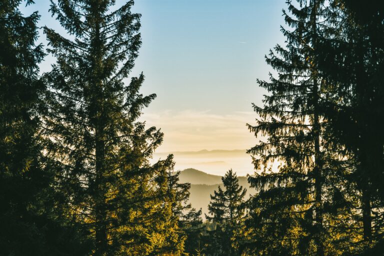 Ausblick Schwarzwald Berge